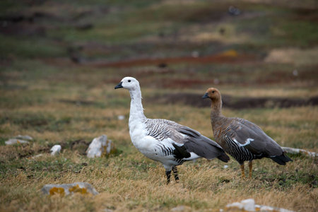 Pair of Upland geese, Saunders, Falklandの写真素材