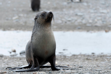 Wet fur seal, South Georgiaの写真素材