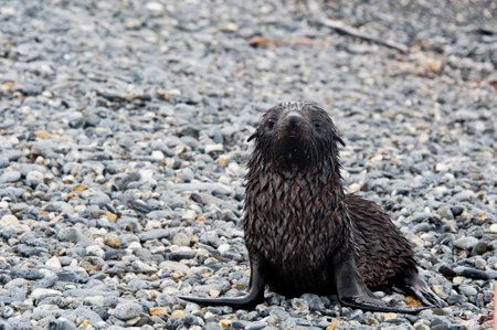 Baby fur seal very cute の写真素材