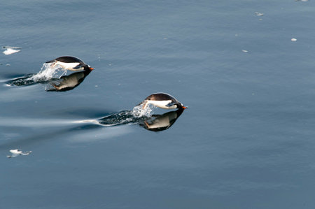 Gentoo penguins swimming and jumping in ocean, mirrored, Antarcticaの写真素材