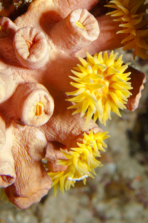 Yellow orange Soft coral, Maldives 