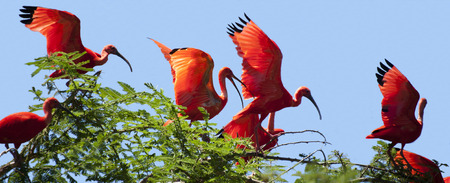 Scarlet ibises on tree の写真素材