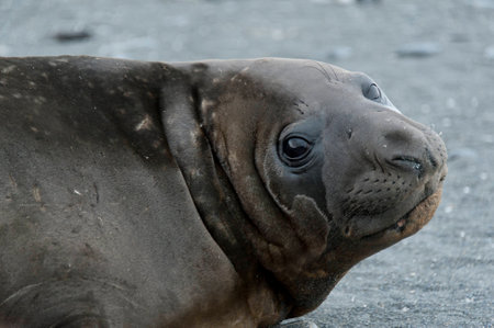 Elephant seals looking at photographer, South Georgia, Antarctica の写真素材