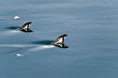 Gentoo penguins swimming and jumping in ocean, mirrored, Antarcticaの写真素材