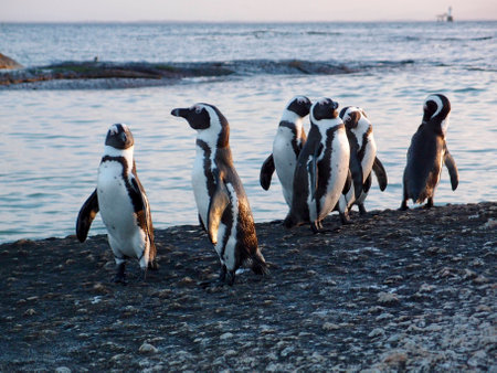 African penguin, jackass penguin, black-footed penguin  South Africaの写真素材