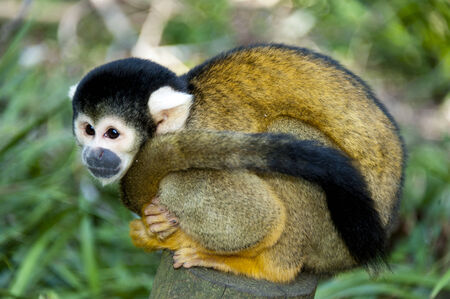 Black-capped squirrel monkey