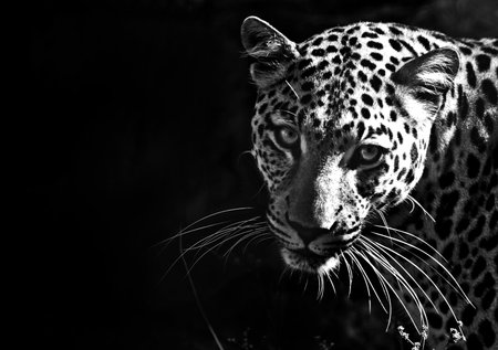 Leopard on black background