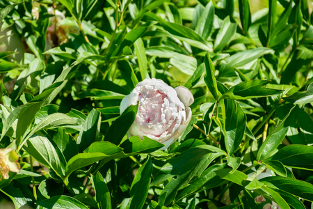 Light pink peony is about to fully bloomの写真素材