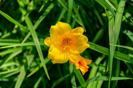 Blooming of garden, spring time, pretty flower