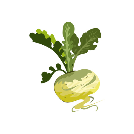 Radish root illustration. Vegetable, ground, growth, food. Farming concept. Vector illustration can be used for topics like garden, kitchen, cookingのイラスト素材