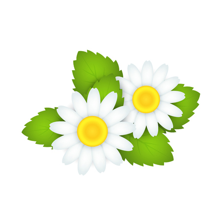 Blooming chamomile flower. Beautiful white daisy flower. Can be used for topics like herbal medicine, horticulture, gardeningのイラスト素材