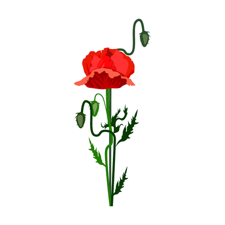 Red poppy illustration. Flower, plant, nature. Spring concept. Vector illustration can be used for topics like garden, field flowers, natureのイラスト素材