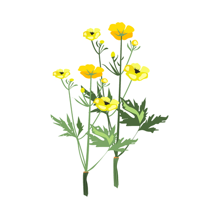 Yellow flowers illustration. Flower, plant, nature. Spring concept. Vector illustration can be used for topics like garden, field flowers, natureのイラスト素材