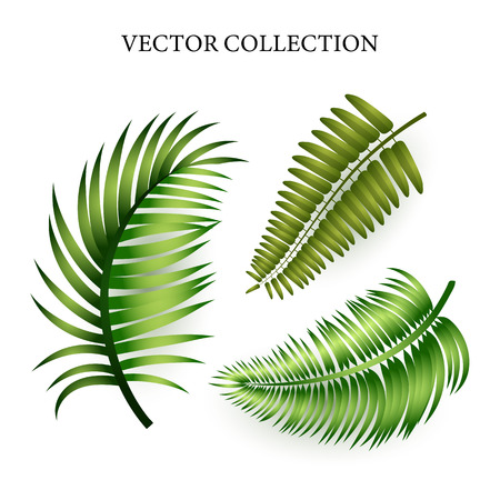 Exotic leaves set. Beauty, nature, jungle. Can be used for topics like art, design, tropicsのイラスト素材