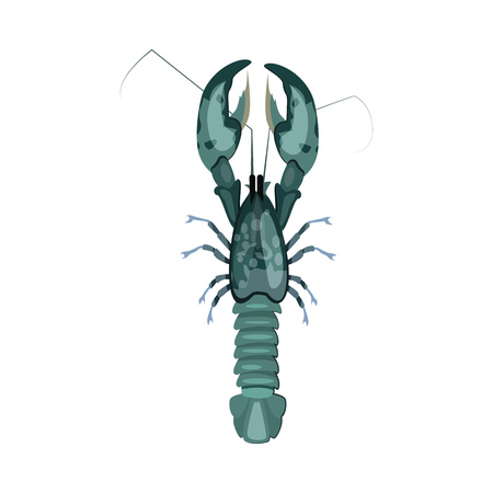 Raw lobster illustration. Mollusc, ocean, seafood. Nature concept. Vector illustration can be used for topics like sea animals, restaurant, eatingのイラスト素材