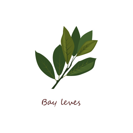 Bay leaves. Green leaves, sprigs, laurel. Cooking herbs concept. Vector illustration can be used for topics like seasoning, condiment, cuisineのイラスト素材