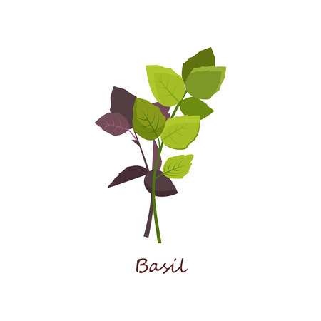 Green basil. Sprig with leaves. Cooking herbs concept. Vector illustration can be used for topics like botany, food, seasoningのイラスト素材