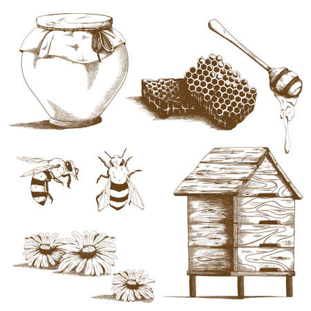 Hand drawn honey sketch elements. Vintage design sketches for flyers with bees, honeycomb and flowers isolated vector illustration. Organic food and natural product conceptの写真素材