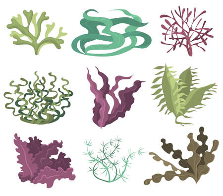 Sea seaweeds set. Green purple and brown algae isolated on white background. Vector illustrations collection for ocean life, sea plant, underwater flora, nature conceptのイラスト素材