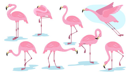 Pink flamingo bird in different poses flat set for web design. Cartoon flamingo standing, flying and resting isolated vector illustration collection. Vacation, wildlife and animals conceptのイラスト素材