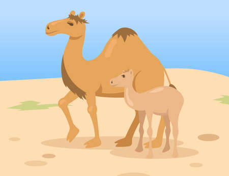 One hump camel mother with colt child walking in desert. Wild dromedary animal family cartoon characters in nature. Flat vector illustration. Egypt landscape conceptのイラスト素材