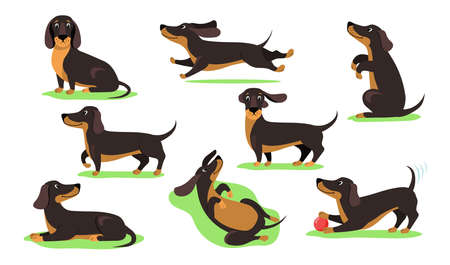 Set of happy cartoon dachshund dog flat vector illustration. Graphic dog of dachshund breed in action and different poses. Animal, pet, dog concept for apps, advertising, web or banner designのイラスト素材
