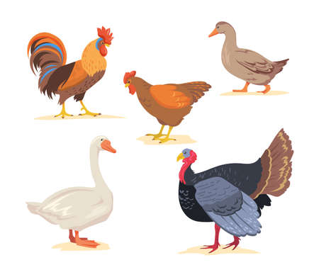 Set of cartoon farm, poultry birds flat vector illustration. Goose, chicken, rooster, duck, turkey in white background. Farm, poultry, bird, animal, food concept for banner design or landing pageのイラスト素材
