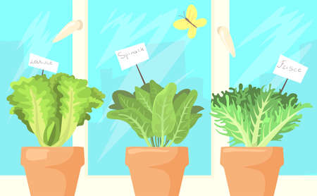Fresh salad leaves in pots cartoon illustration. Lettuce, spinach and frisee in brown vessels at window. Butterfly flying around. Healthy organic vegetarian food concept for website or landing pageのイラスト素材