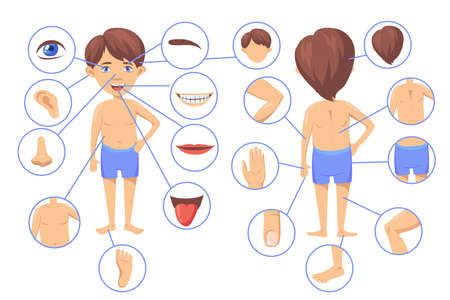 Human body parts cartoon vector illustration. Poster with boy character and his anatomy parts as face, hair, head, ear, knee, nose, fingers, mouth, chest. Biology, preschool education, game conceptのイラスト素材