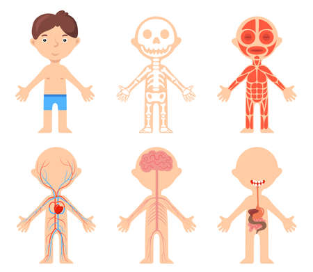 Educational poster with boy and anatomical systems of his body. Cartoon vector illustration. Bone, muscular, circulatory, digestive, nervous systems of human body. Biology, anatomy, science conceptのイラスト素材