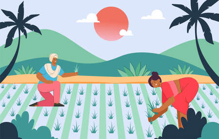 Indian cartoon farmers harvesting crops in paddy fields. Village in India, palm trees, man and woman working on farm character flat vector illustration. Farming, agriculture concept for website designのイラスト素材