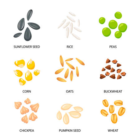 Plant seeds, cereal grains set. Vector illustrations of collection with inscriptions. Planting seedling, pumpkin sunflower buckwheat oat chickpea rice wheat seeds isolated on white. Harvest conceptのイラスト素材