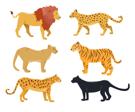 Realistic wild cat cartoon characters vector illustrations set. Drawings of big cats: lion, jaguar, cougar, tiger, cheetah, black panther isolated on white background. Wildlife, fauna, zoo conceptのイラスト素材