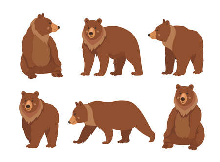 Wild brown bear cartoon character flat vector illustrations set. Collection of drawings of cute comic grizzly bear standing, sitting and walking isolated on white background. Wildlife, nature conceptのイラスト素材