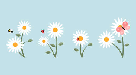 White camomiles and insects cartoon illustration set. Ladybug, butterfly and bumblebee or bee sitting, collecting nectar or pollinating daisy flowers. Spring, meadow, nature conceptのイラスト素材
