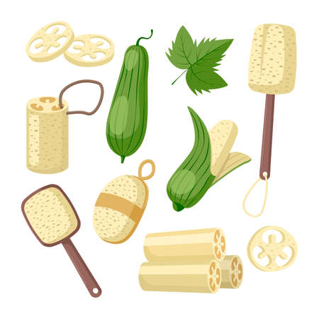 Products made from luffa vector illustrations set. Eco-friendly items from sponge gourd, whole and sliced plant, brushes, pumice for body on white background. Hygiene, zero waste, ecology conceptのイラスト素材
