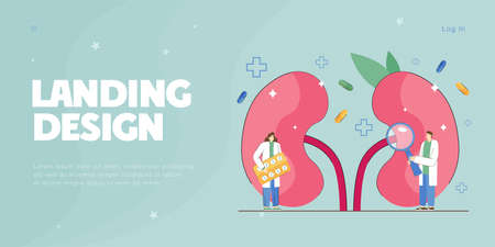 Doctors nephrologists examining patients kidney health. Medical care and treatment of urinary system...