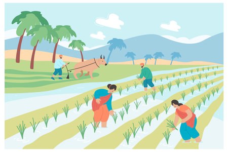 Indian farmers working in rural paddy field. female and male agricultural workers in traditional clothes working in water, harvesting rice flat vector illustration. India, Asian agriculture conceptのイラスト素材