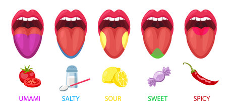 Five basic lingual areas such as umami, salty, sour, sweet, spicy cartoon vector illustration set. Human mouths and tongue taste receptors isolated on white background. Physiology and anatomy conceptのイラスト素材