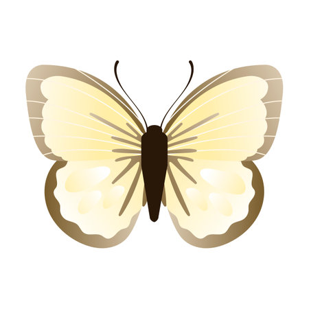 white cabbage butterfly. Vector illustration of insect with pattern on wings. Cartoon silhouette with flying butterfly isolated on whiteのイラスト素材