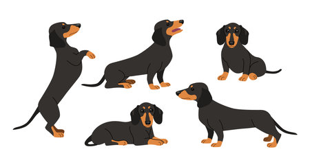 Cute dachshund in different poses cartoon illustration set. Black dog sitting, lying, standing on two paws, performing commands on white background. Pet, domestic animal, friend conceptのイラスト素材