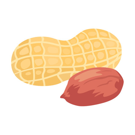Nuts of peanut vector illustration. Almond, hazelnut, pistachio, cashew, sunflower seeds, peanut, walnut isolated on whiteのイラスト素材