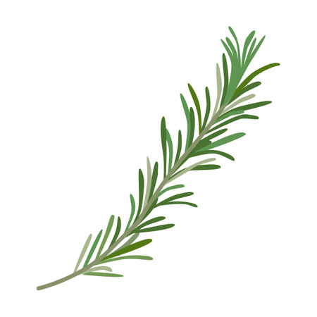 Rosemary herb and leaves vector illustration. Spicy herbal plants, parsley, rosemary, coriander, oregano, mint on white backgroundのイラスト素材