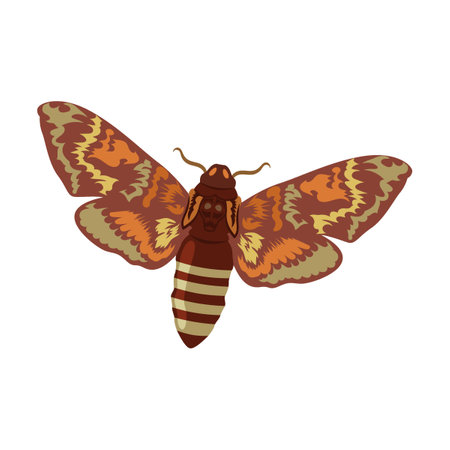 Night moth insect on white background cartoon illustration. Lady bug, beetle, grub, cockroach, roach, ant, butterflyのイラスト素材