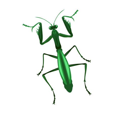 Mantis insect on white background cartoon illustration. Lady bug, beetle, grub, cockroach, roach, ant, butterflyのイラスト素材