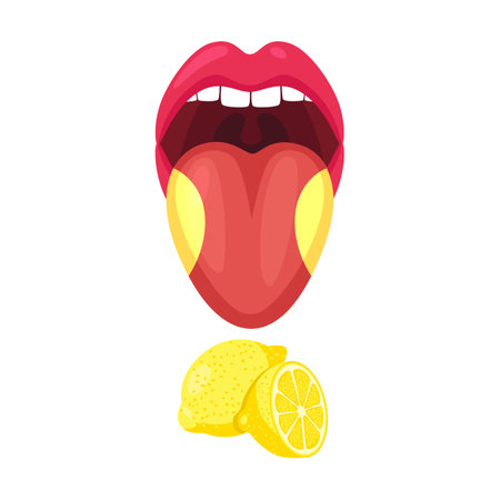 Basic lingual area such as sour cartoon vector illustration. Human mouth and tongue taste receptors isolated on whiteのイラスト素材