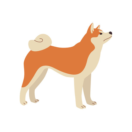 Cute comic shiba inu standing sideways vector illustration. Dog cartoon character standing, symbol of 2018 isolated on white background. Pets or domestic animals, New Year conceptのイラスト素材