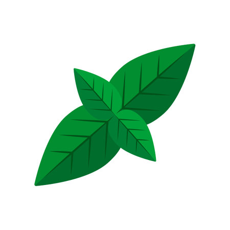 Mint leaf vector illustration. Drawing of mint leaf. Summer holiday, decoration, nature, paradise, food concept for greeting cardのイラスト素材