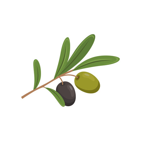 Olives on branch on white background. Olive product cartoon illustration. Organic food conceptのイラスト素材