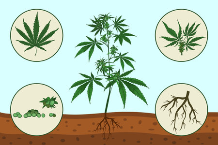 Cannabis plant parts vector illustration. Leaves, stem, buds and roots, anatomy of medical marijuana growing in ground. Alternative medicine, cultivation, health care conceptのイラスト素材